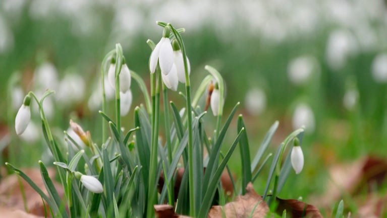 Snowdrops in woodland at Lacock, Wiltshire